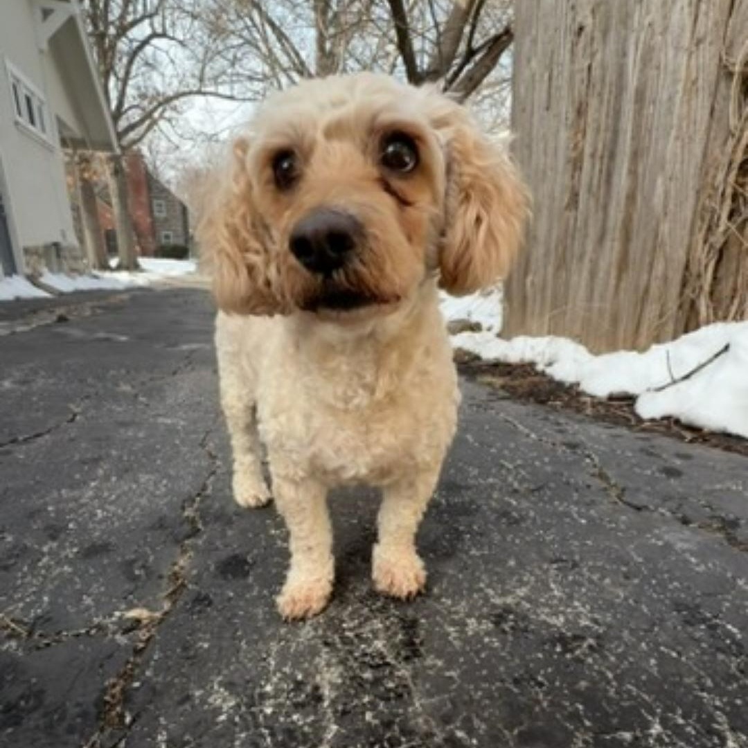 Enlarge Loui, a ADOPTABLE mixed breed in Blue Springs, MO image 2/2