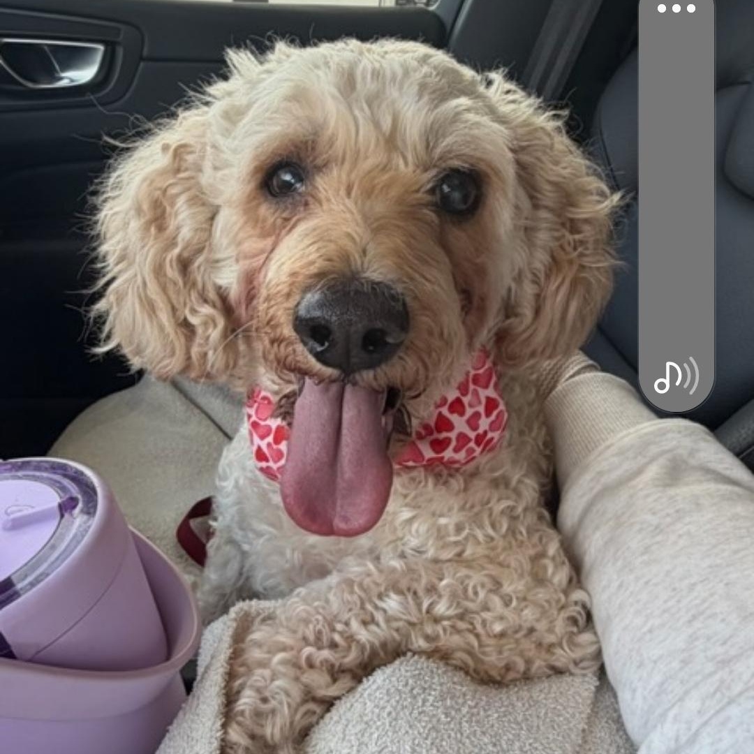 Loui, ADOPTABLE, Senior Male Poodle & Mixed Breed.