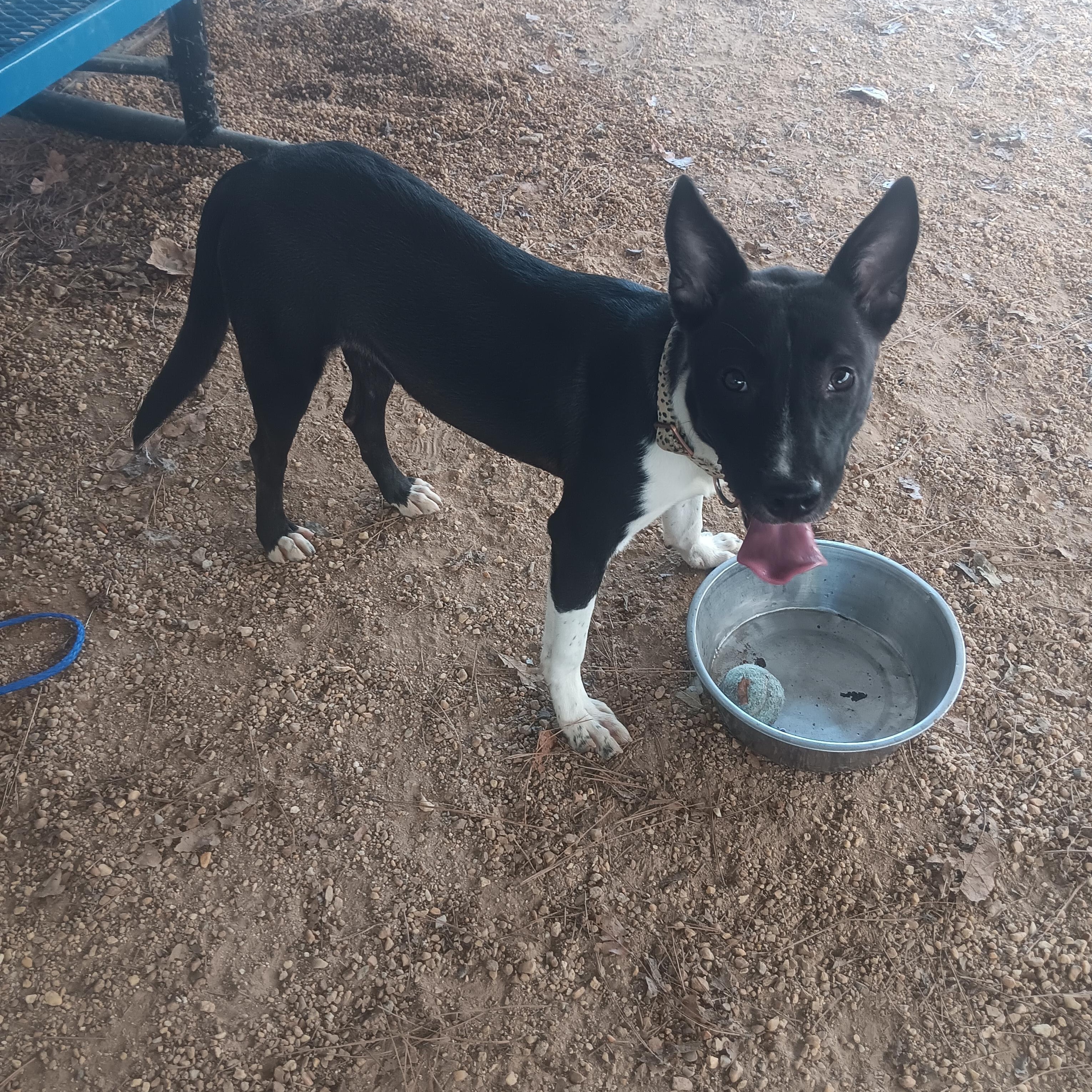 Shiloh, Adoptable, Adult Female Pit Bull Terrier.