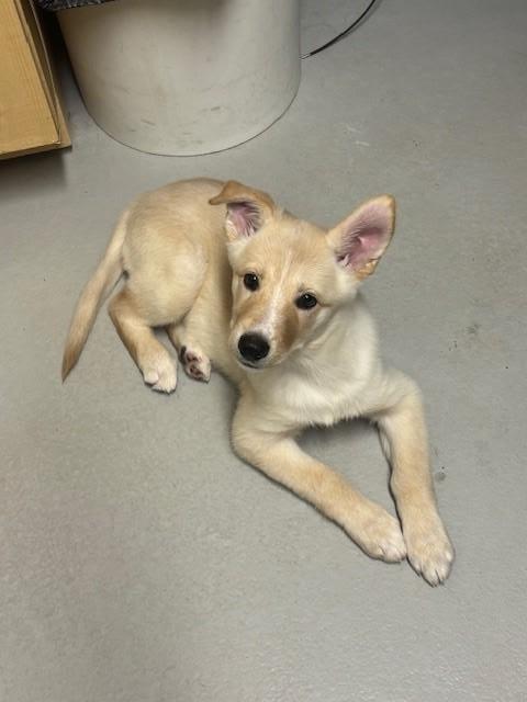 Enlarge Abby, a Adoptable mixed breed in Caledon, ON image 1/1