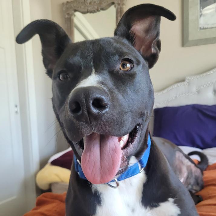 Enlarge TJ, a Adoptable Pit Bull Terrier in Coralville, IA image 1/1