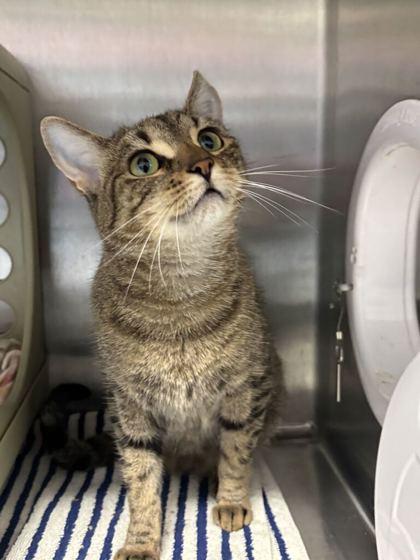 Enlarge Skitty, a Adoptable mixed breed in Lafayette, IN image 1/3