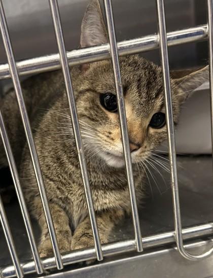 Skitty, Adoptable, Adult Female Domestic Short Hair & Domestic Short Hair.