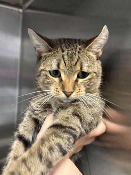 Enlarge Skitty, a Adoptable mixed breed in Lafayette, IN image 3/3