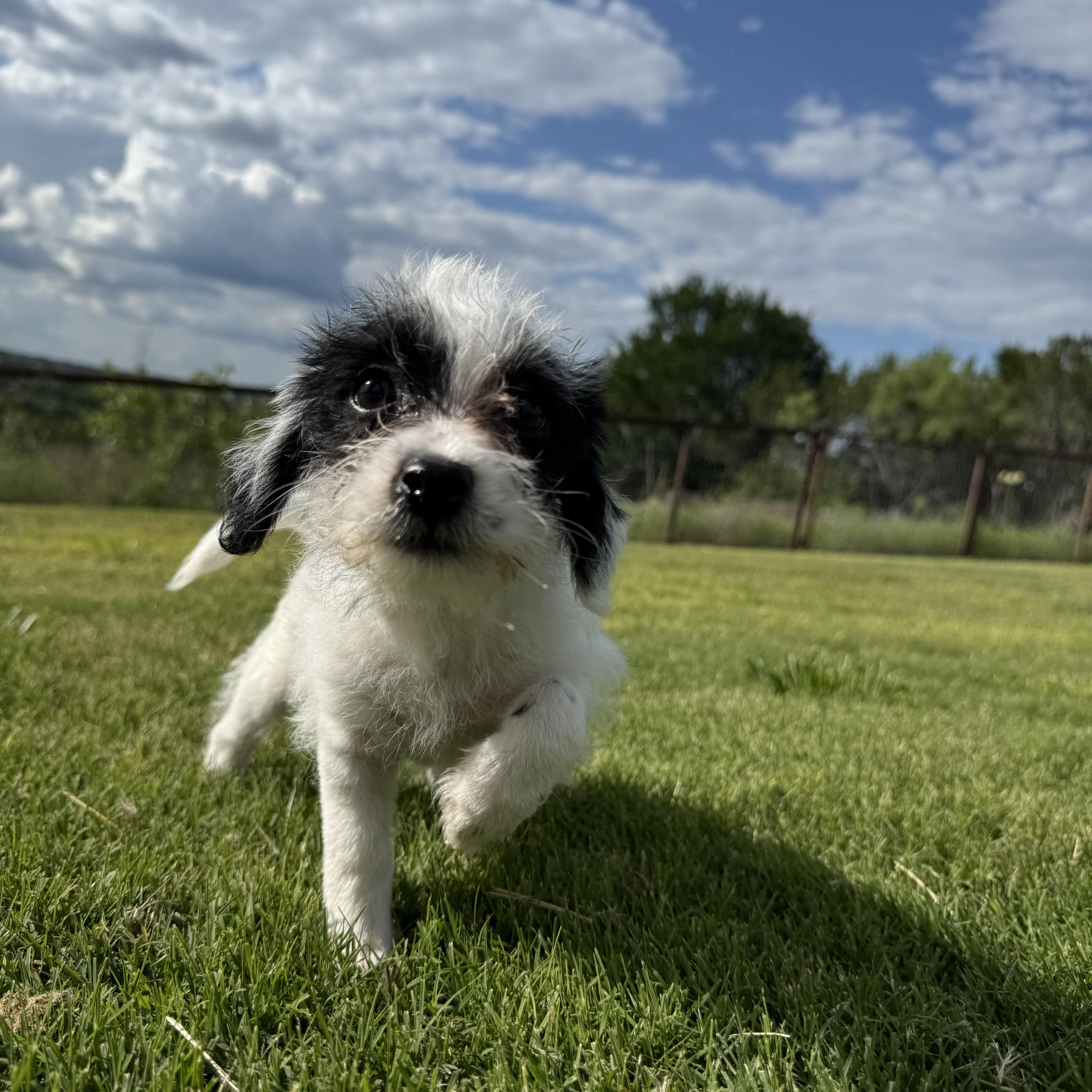 Hazel, Baby Female Shih Tzu