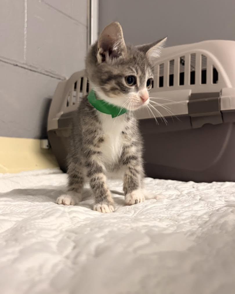 Acorn, Adoptable, Kitten Male Domestic Short Hair.