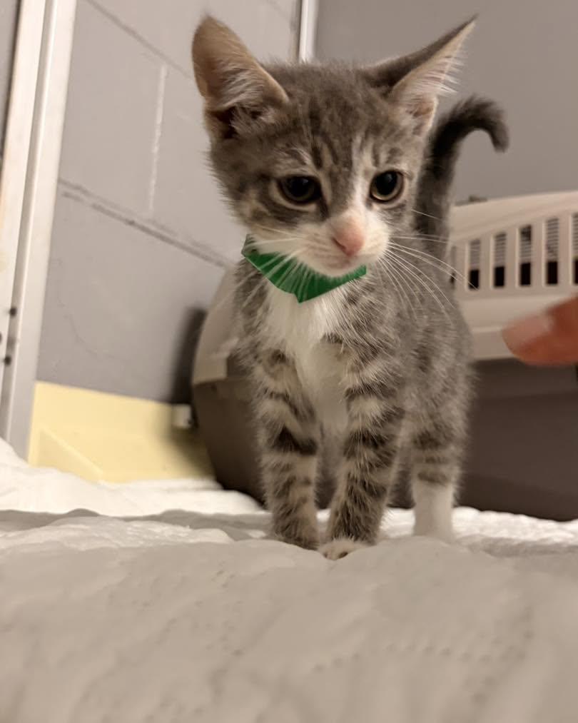 Enlarge Acorn, a Adoptable Domestic Short Hair in Rock Hill, NY image 2/2