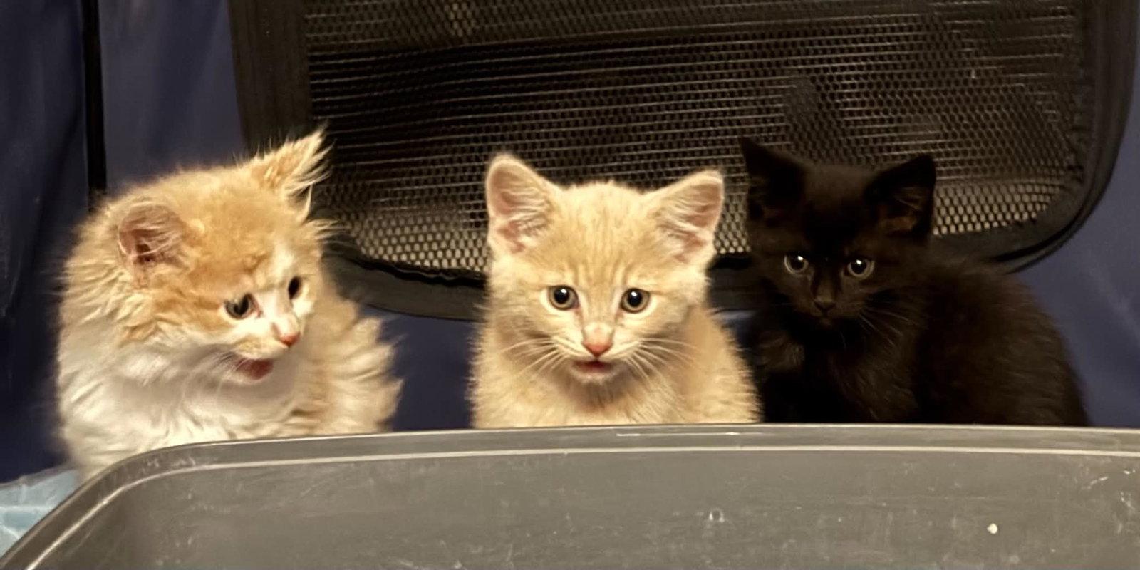 Enlarge Chicken, Tater Tot, Waffles, a Adopted Domestic Short Hair in Crystal, MN image 1/1