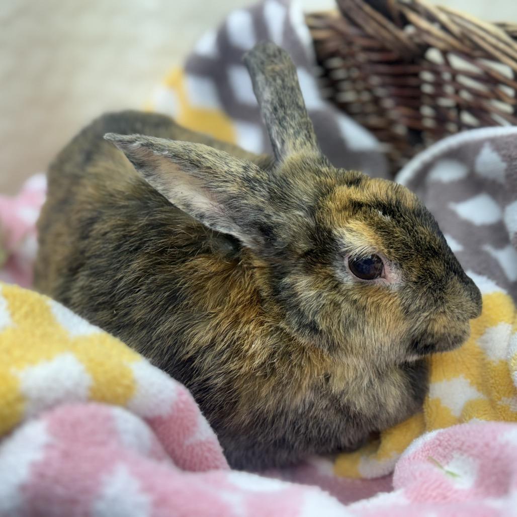 Enlarge Momma, a Adoptable Bunny Rabbit in North Canton, OH image 1/1