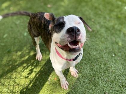Enlarge Estella, a Adoptable mixed breed in Gainesville, FL image 1/1