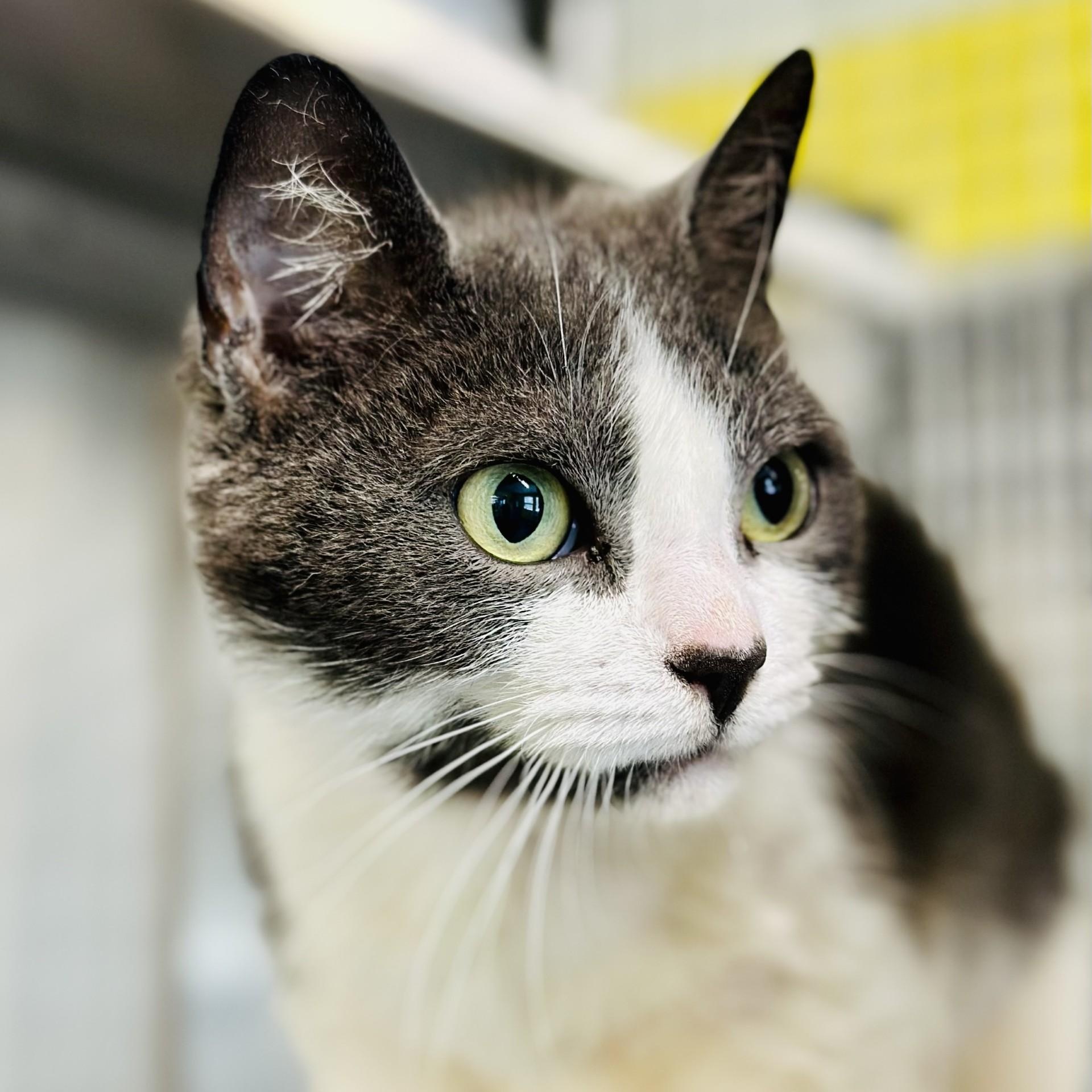 Enlarge Emma , a ADOPTABLE Domestic Short Hair in Jackson, NJ image 2/3