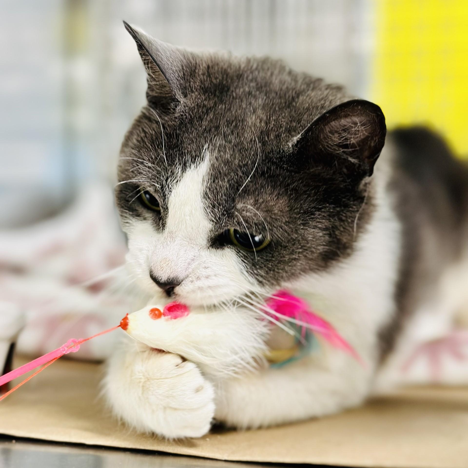 Enlarge Emma , a ADOPTABLE Domestic Short Hair in Jackson, NJ image 3/3