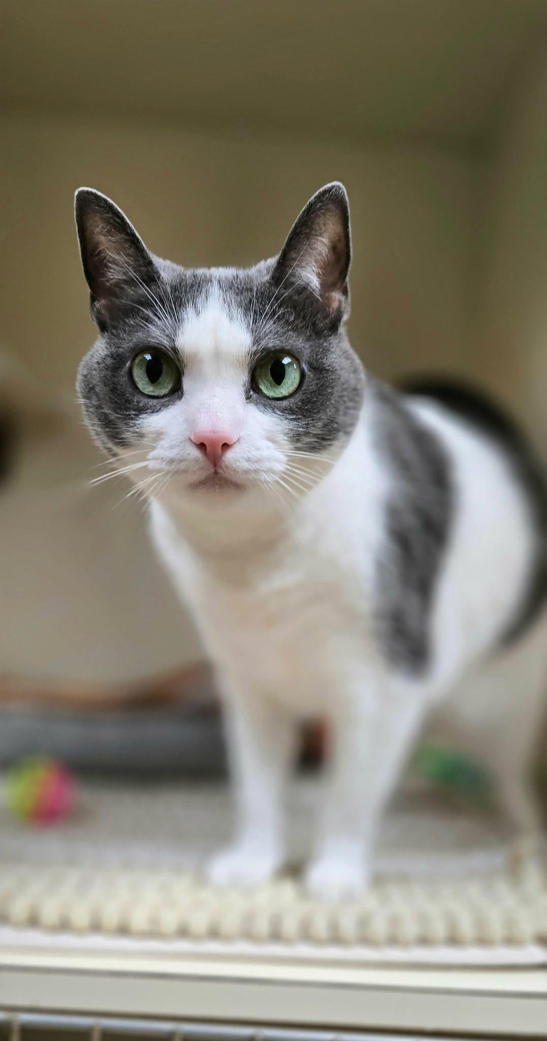 Strudel*AT PETSMART*, a Adoptable Domestic Short Hair in New Castle, PA image 1/6