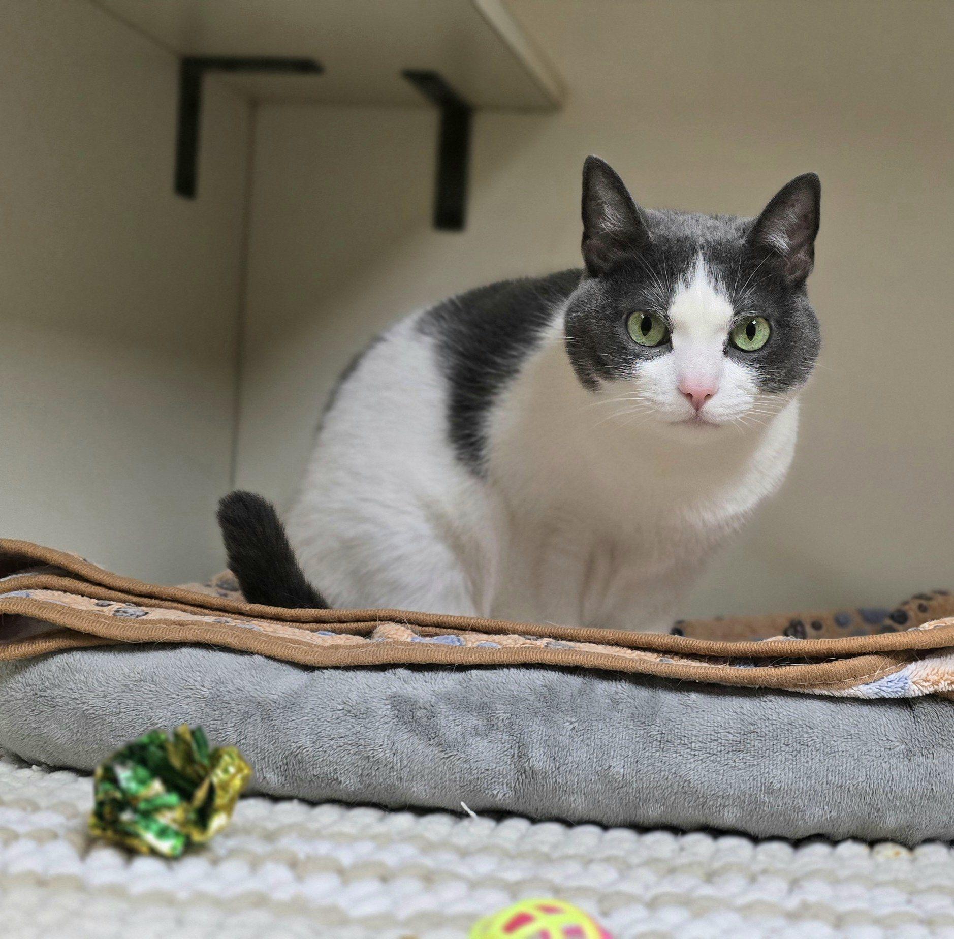 Strudel*AT PETSMART*, a Adoptable Domestic Short Hair in New Castle, PA image 3/6