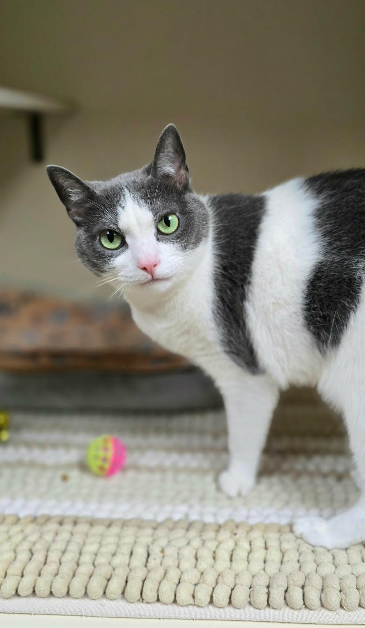 Strudel*AT PETSMART*, a Adoptable Domestic Short Hair in New Castle, PA image 4/6