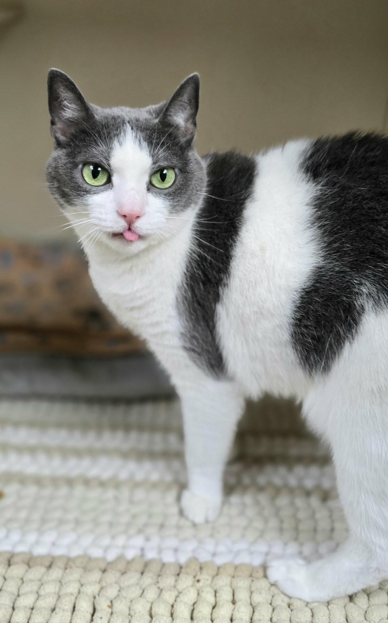 Strudel*AT PETSMART*