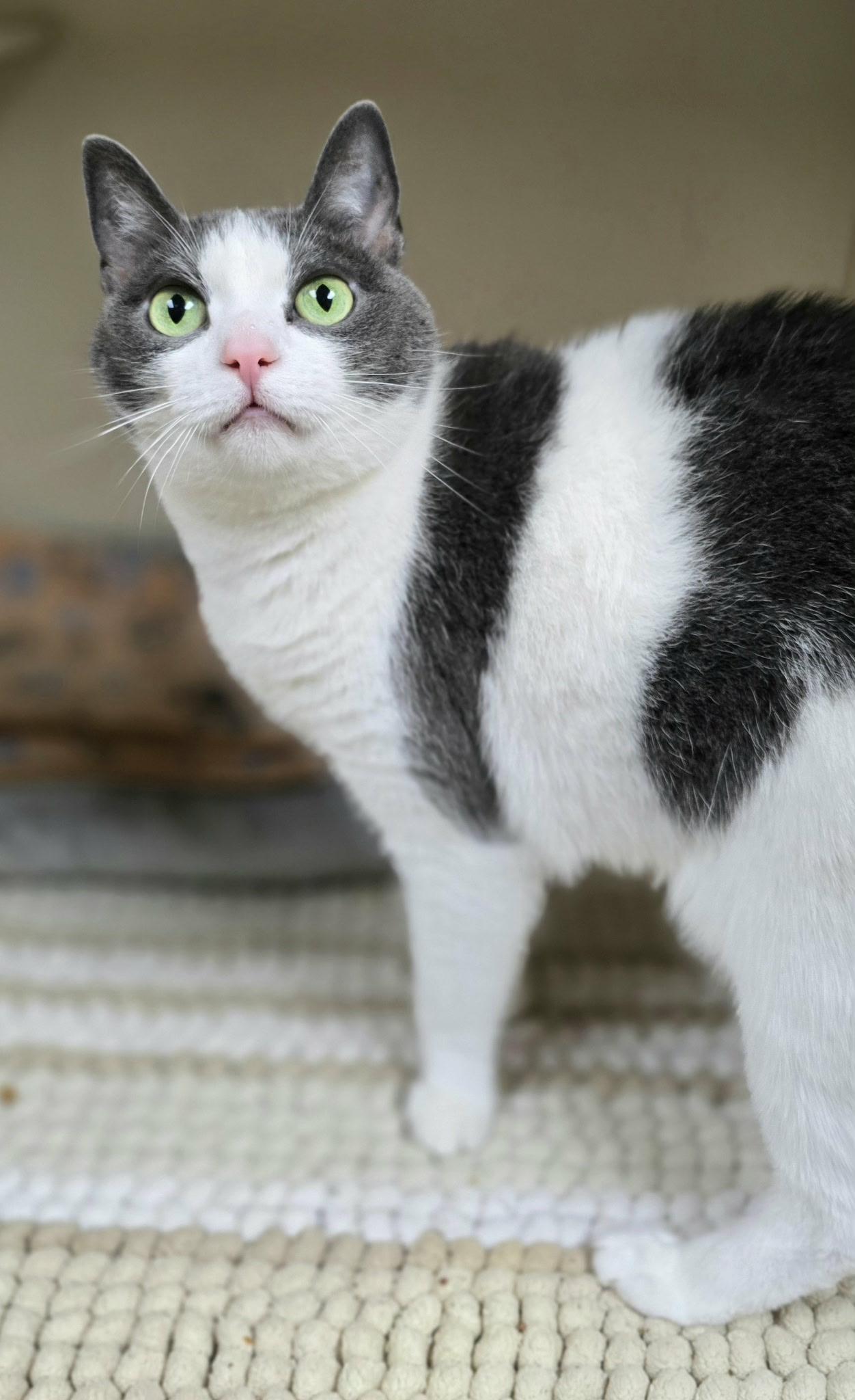 Strudel*AT PETSMART*, a Adoptable Domestic Short Hair in New Castle, PA image 6/6