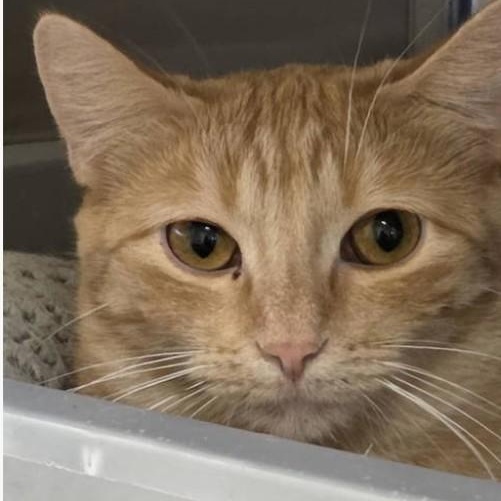 Enlarge Ivy, a Adoptable Tabby in Minneapolis, MN image 1/2