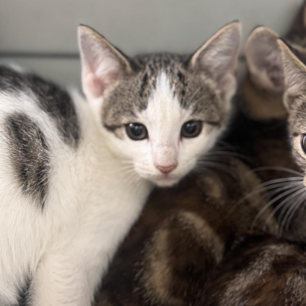 Enlarge Marge, a Adoptable Domestic Short Hair in Starkville, MS image 1/1