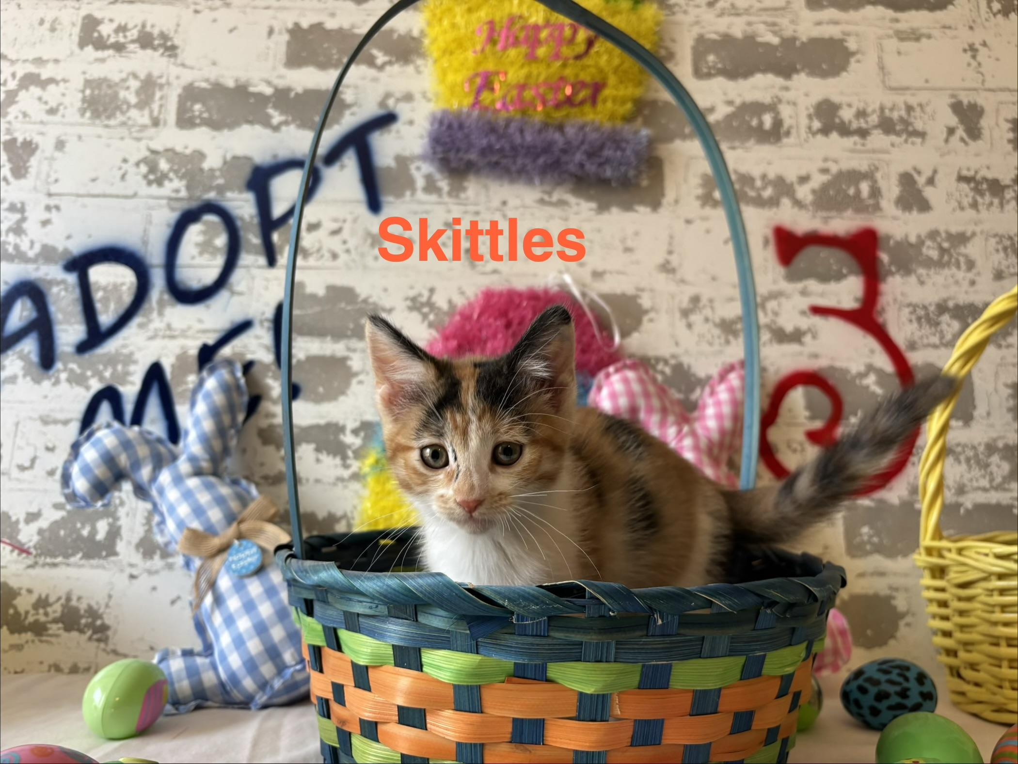 Skittles, adopted, Kitten Female Domestic Short Hair.