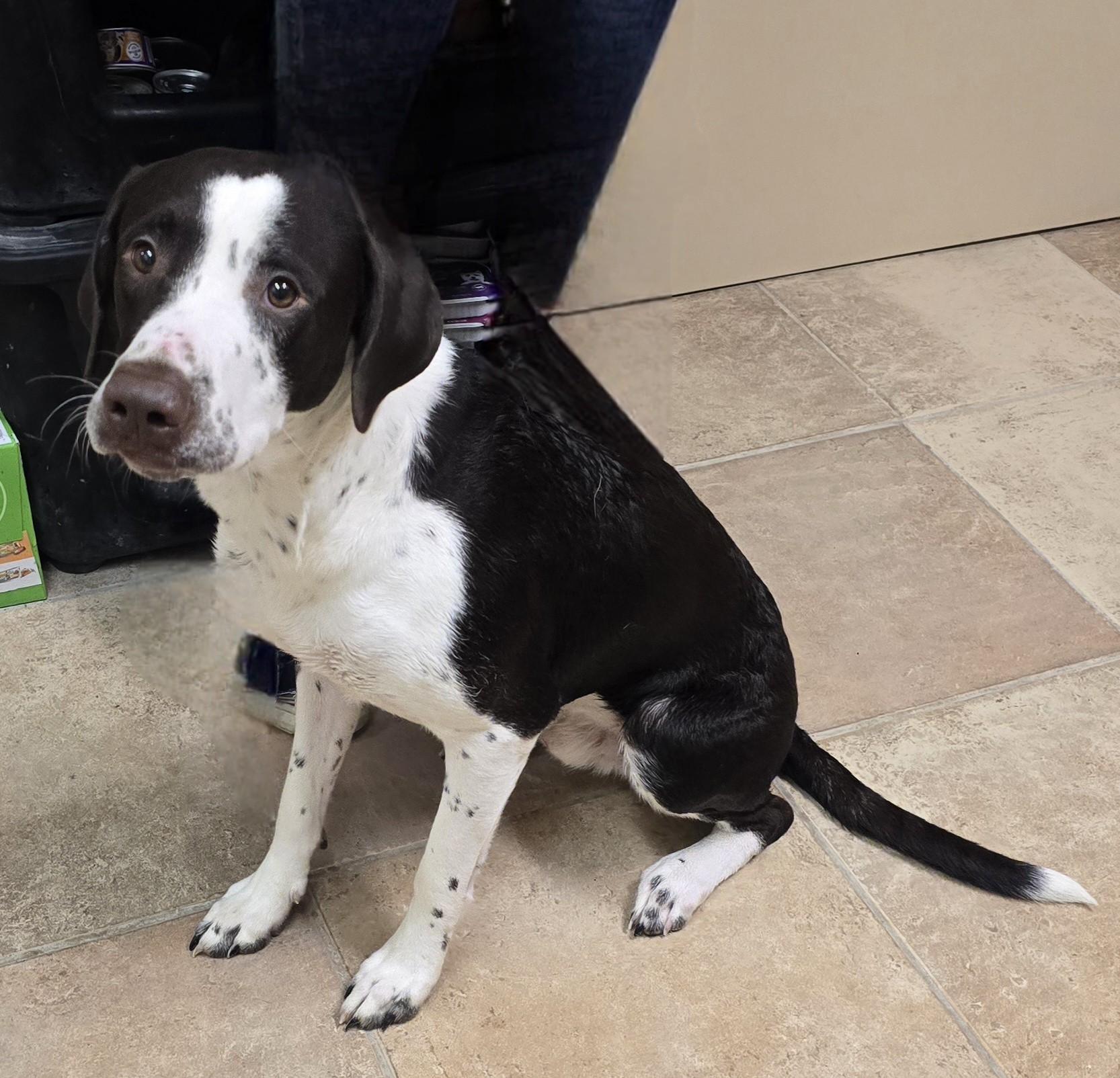 Enlarge Opie, an adoptable mixed breed in Brainerd, MN image 1/1