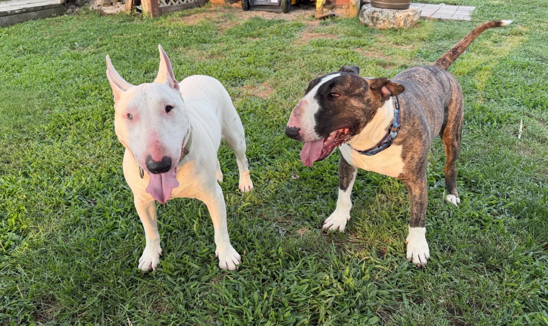 Enlarge Grimm, a Adopted Bull Terrier in Landenberg, PA image 2/4