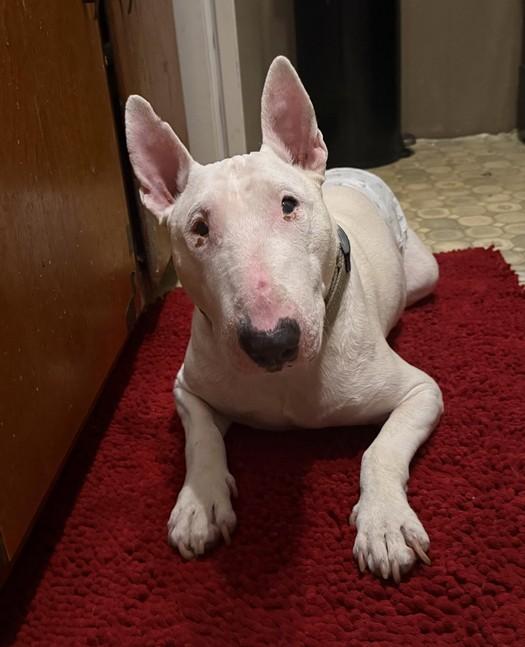 Enlarge Grimm, a Adopted Bull Terrier in Landenberg, PA image 4/4