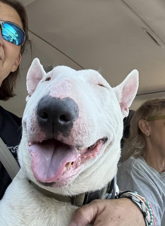Grimm, Adopted, Senior Male Bull Terrier.
