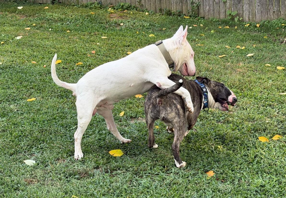 Enlarge Grimm, a Adopted Bull Terrier in Landenberg, PA image 3/4