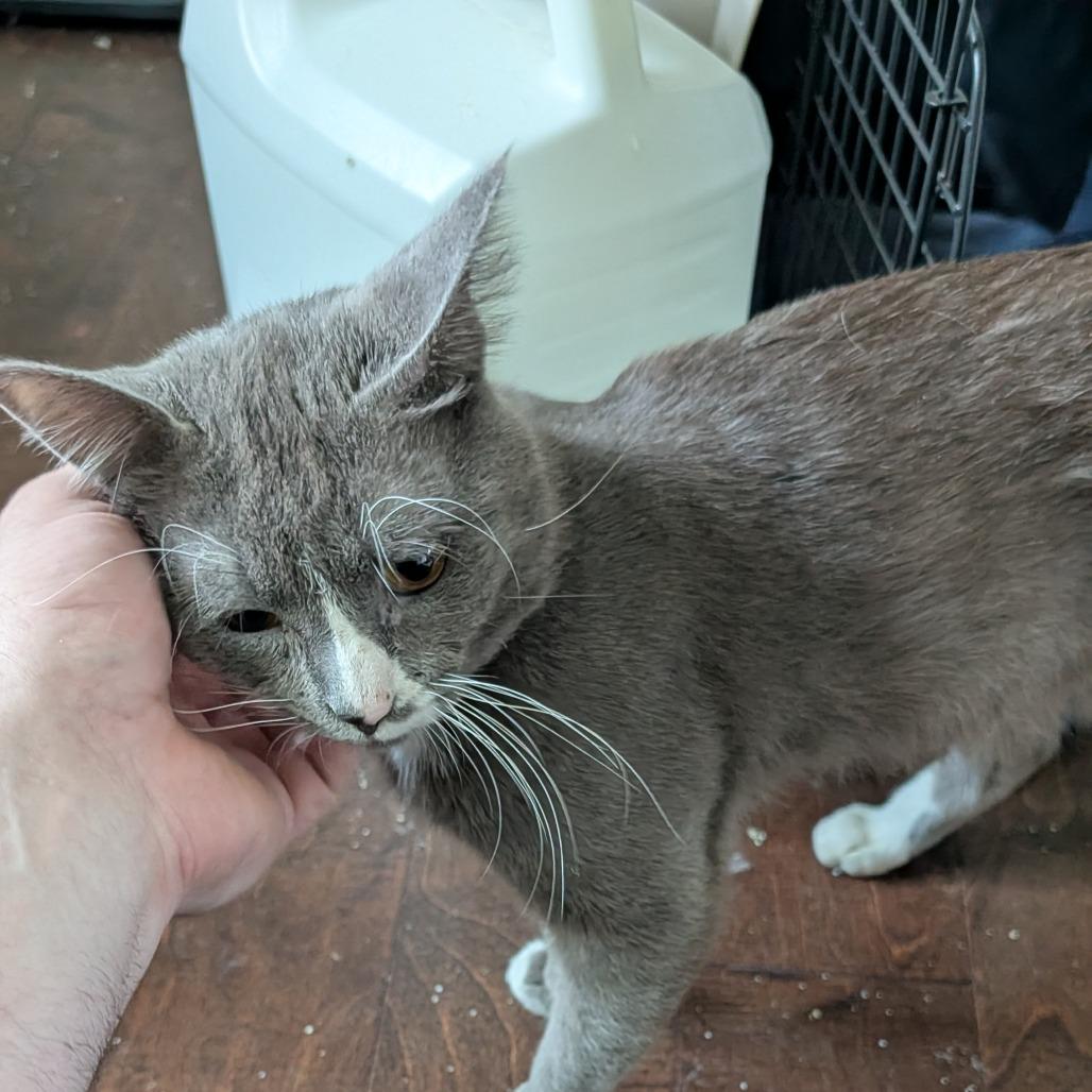 Sailor Cat Carl, Adoptable, Adult Male Domestic Short Hair & Domestic Short Hair.