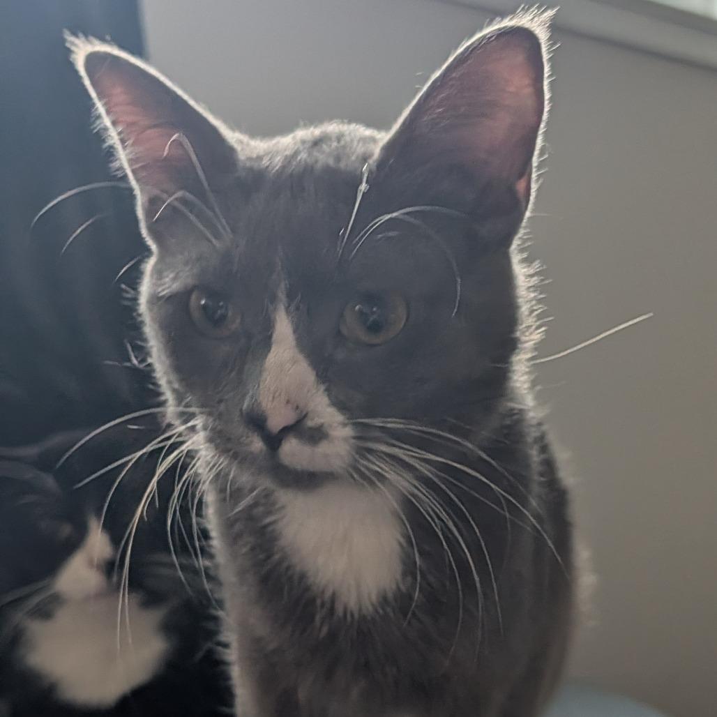 Enlarge Sailor Cat Carl, a Adoptable mixed breed in Tacoma, WA image 2/4