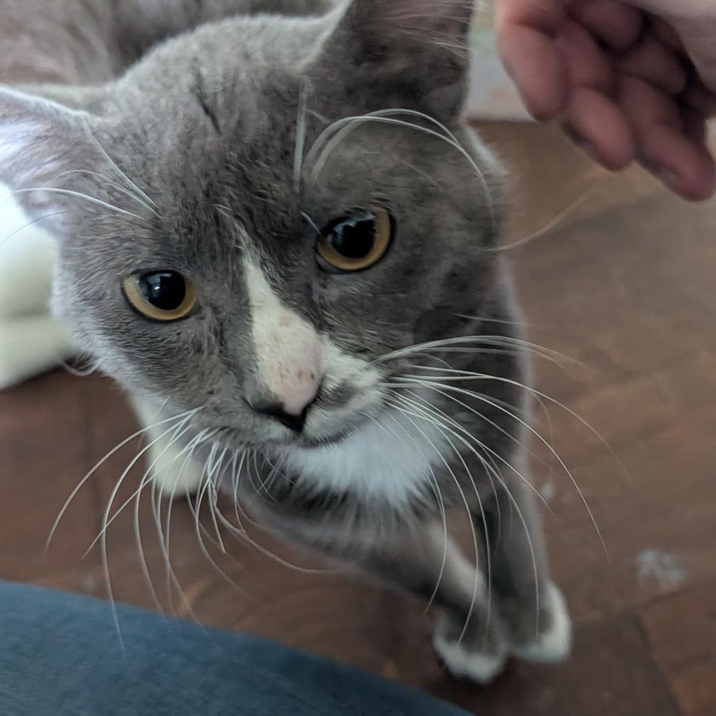 Enlarge Sailor Cat Carl, a Adoptable mixed breed in Tacoma, WA image 3/4