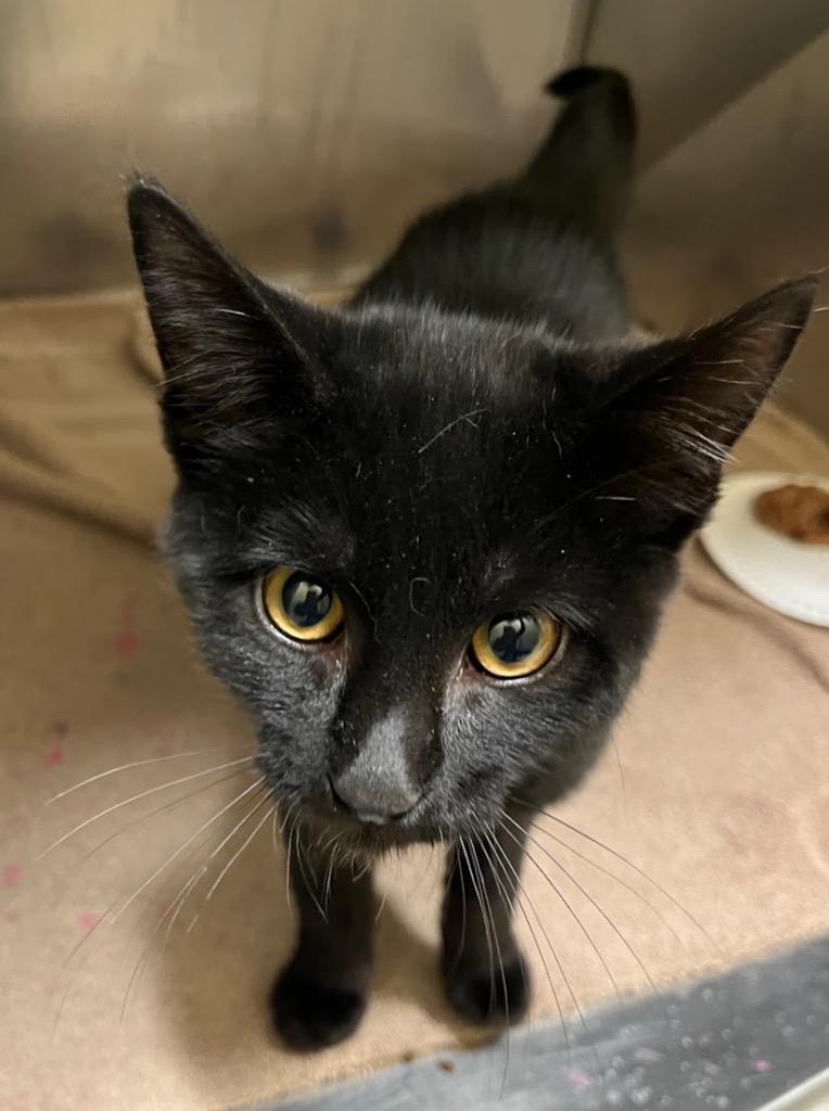 Timmy, Adoptable, Kitten Male Domestic Short Hair.
