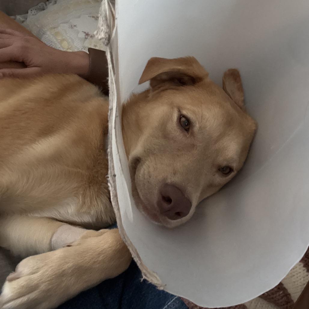 Twizzler thumbnail 3