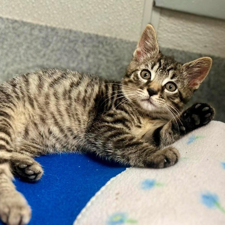 Fender, ADOPTABLE, Young Male Tabby.