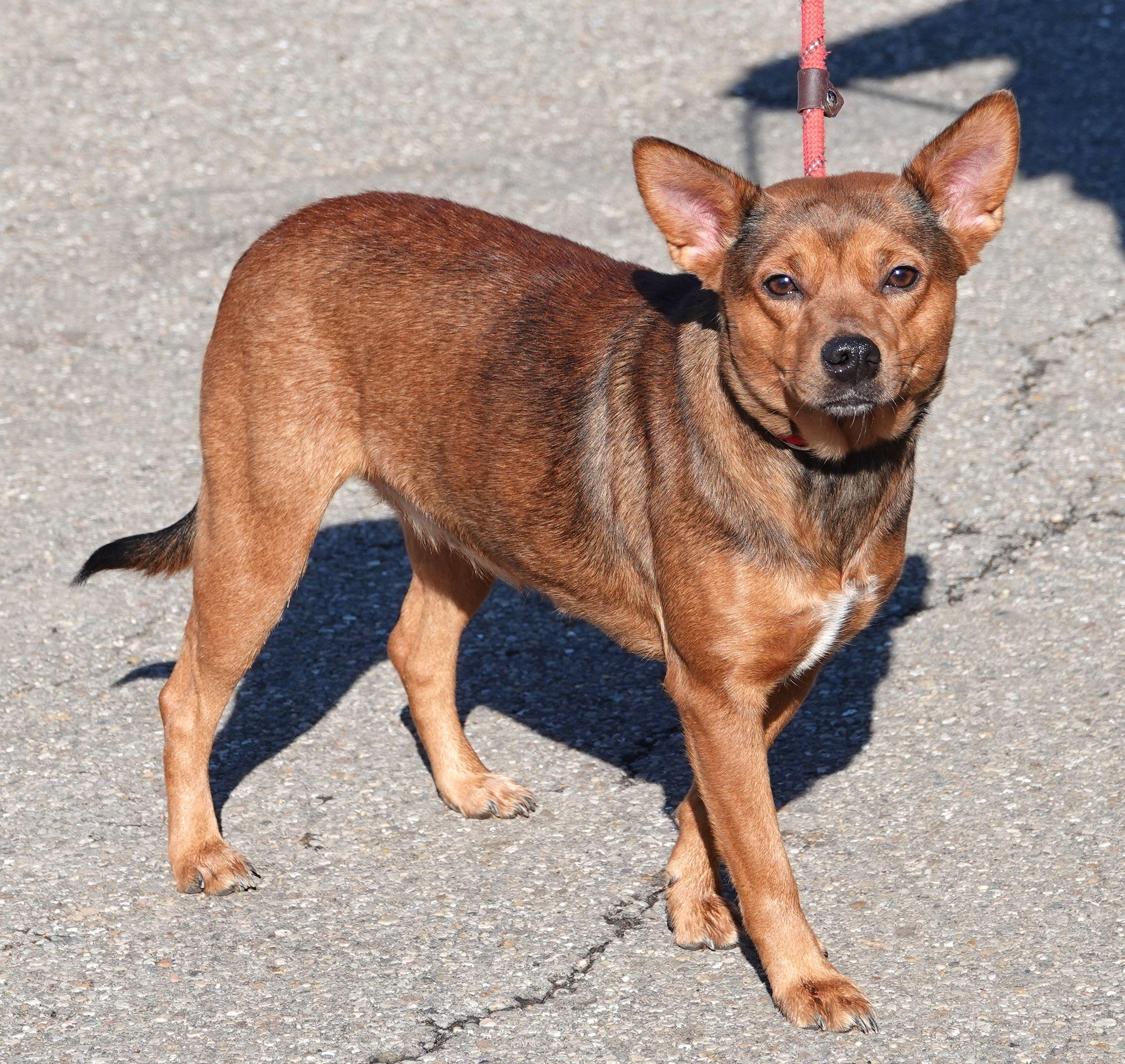 Foxy , a ADOPTABLE mixed breed in Millfield, OH image 2/3