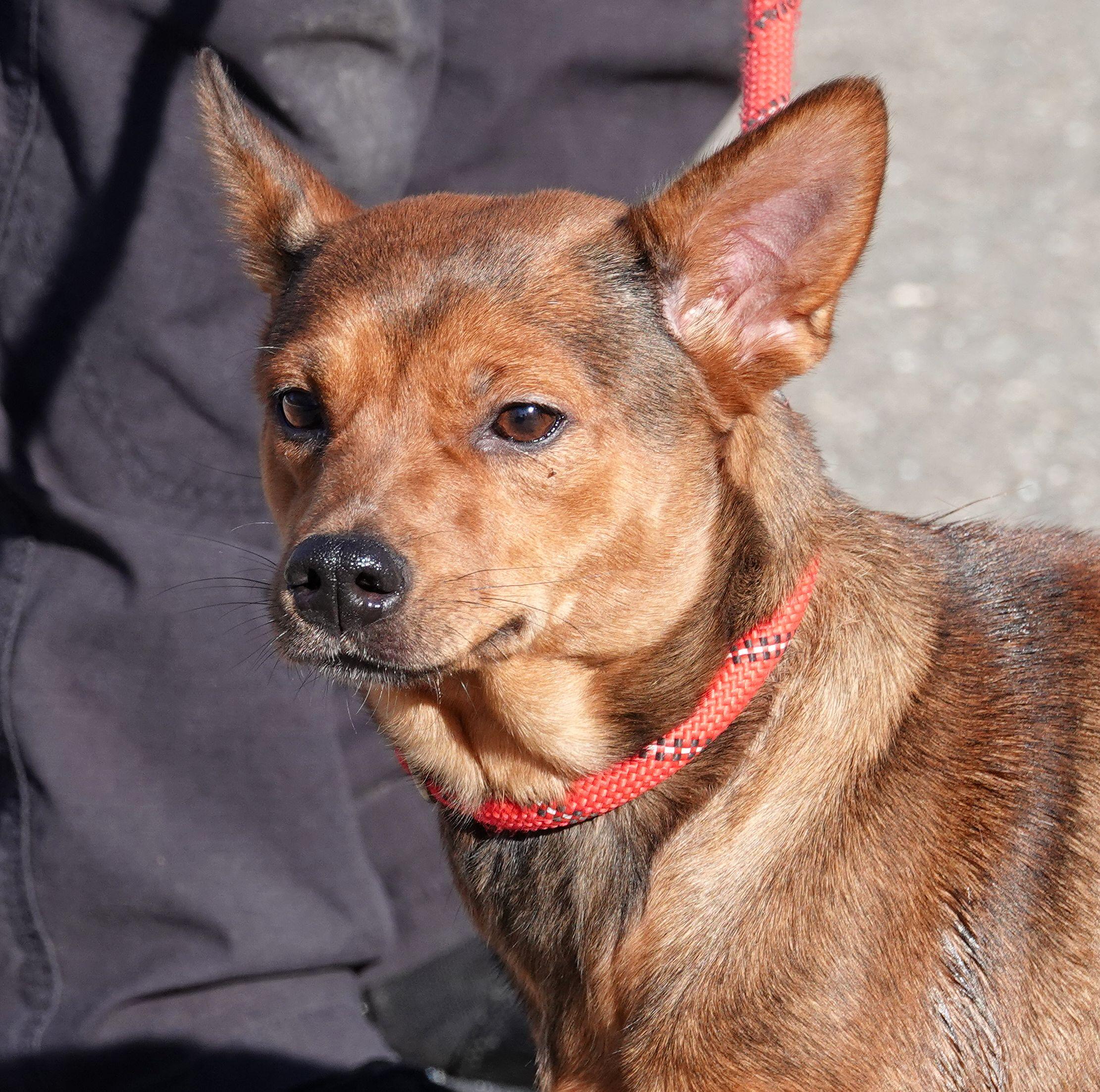 Foxy , ADOPTABLE, Young Female Chihuahua.