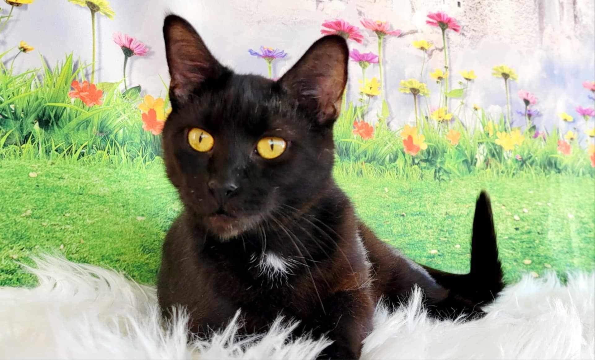 Enlarge Tallahassee, a Adoptable Domestic Short Hair in Greensburg, PA image 2/5