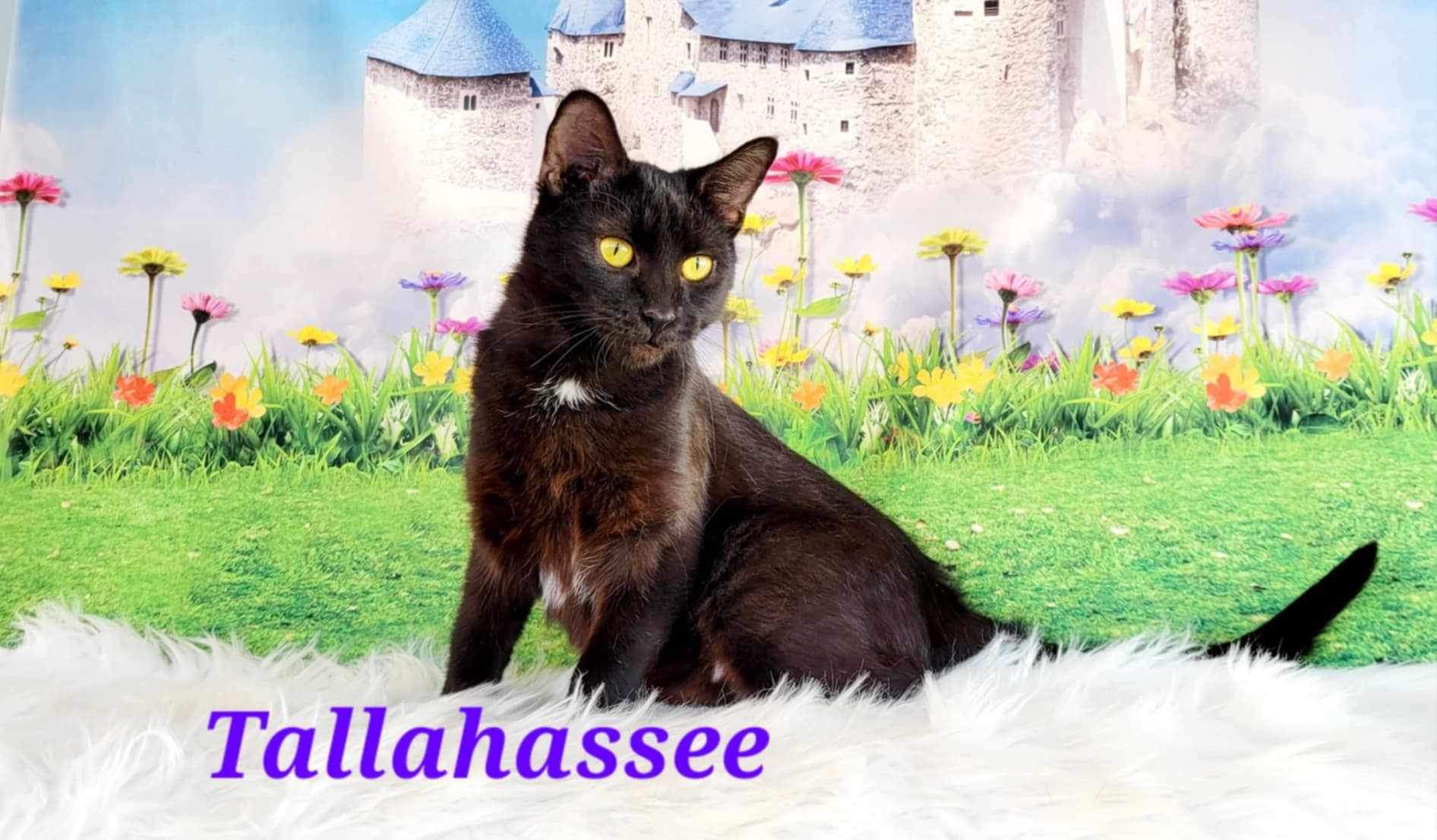 Enlarge Tallahassee, a Adoptable Domestic Short Hair in Greensburg, PA image 3/5