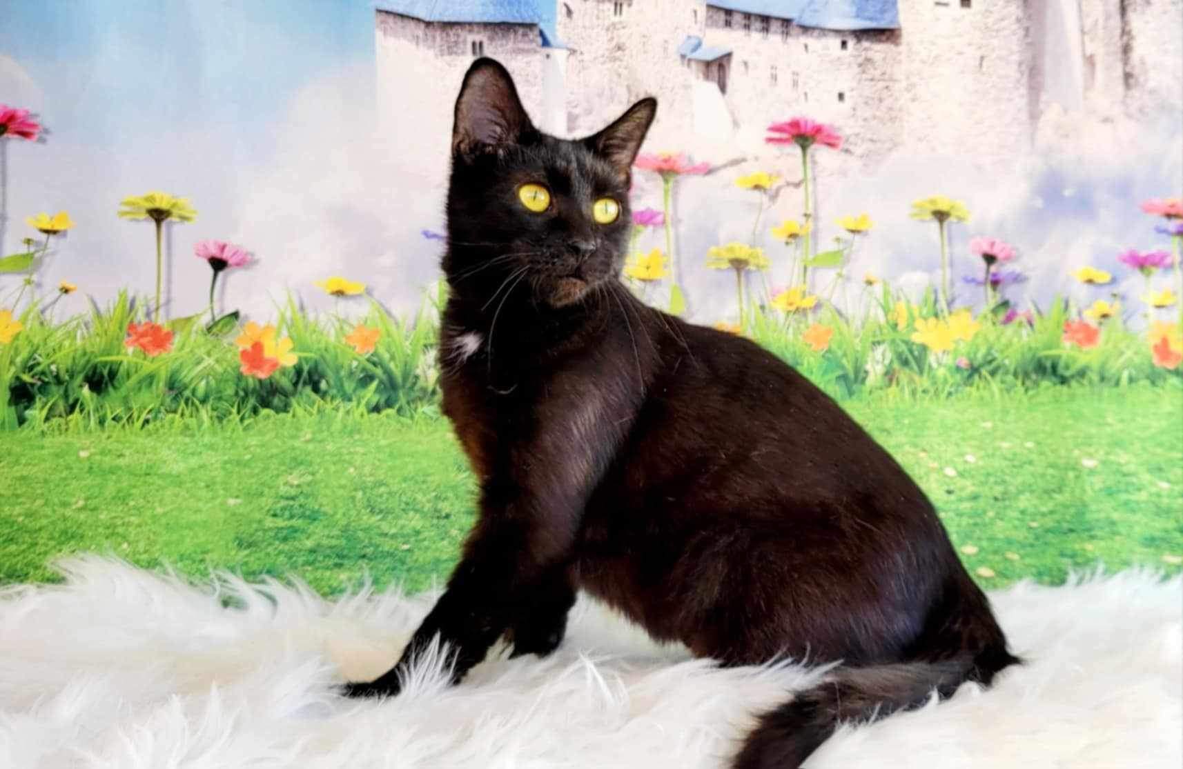 Enlarge Tallahassee, a Adoptable Domestic Short Hair in Greensburg, PA image 1/5