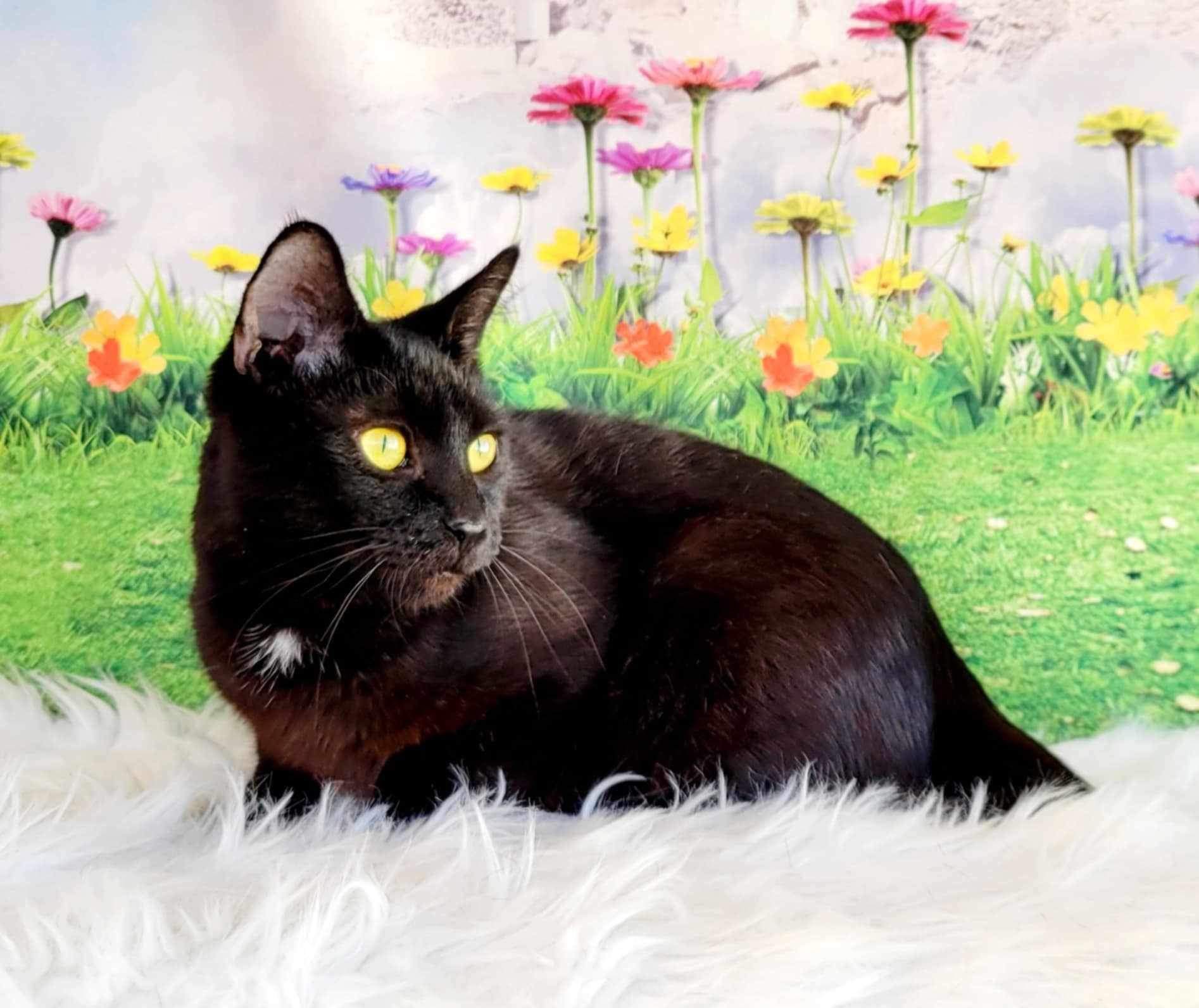 Enlarge Tallahassee, a Adoptable Domestic Short Hair in Greensburg, PA image 5/5