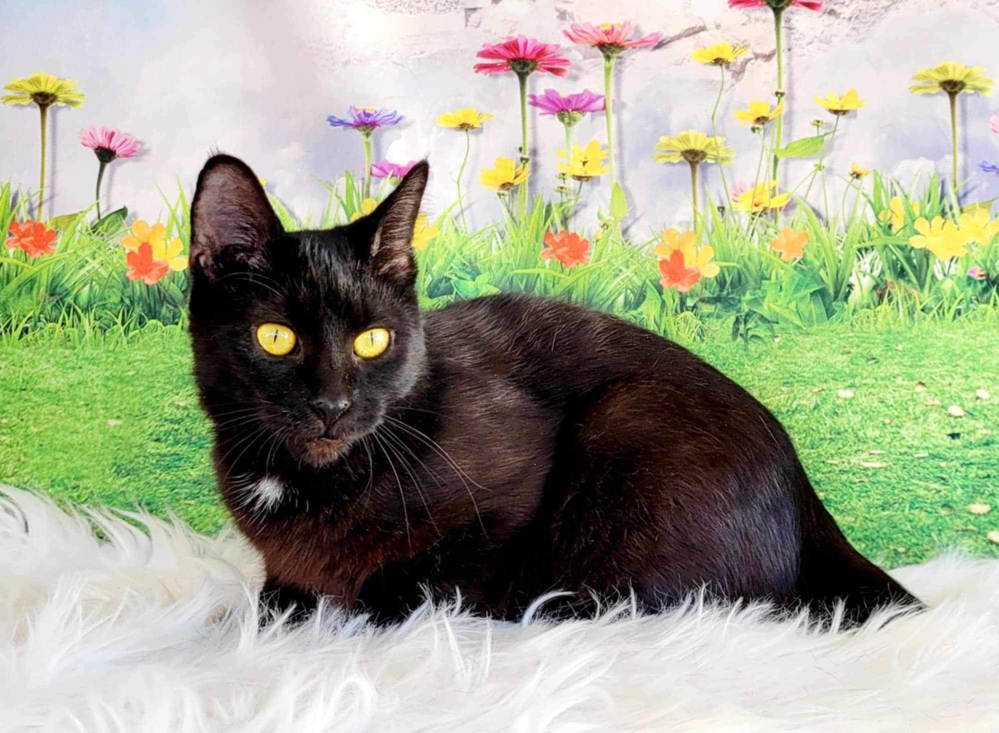 Enlarge Tallahassee, a Adoptable Domestic Short Hair in Greensburg, PA image 4/5