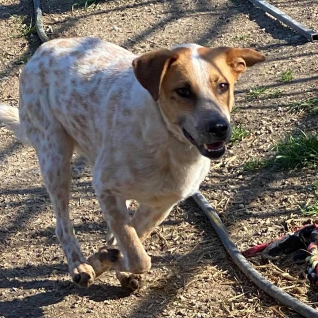 Autumn Fall, a Adoptable Mixed Breed in Allen, TX image 1/6