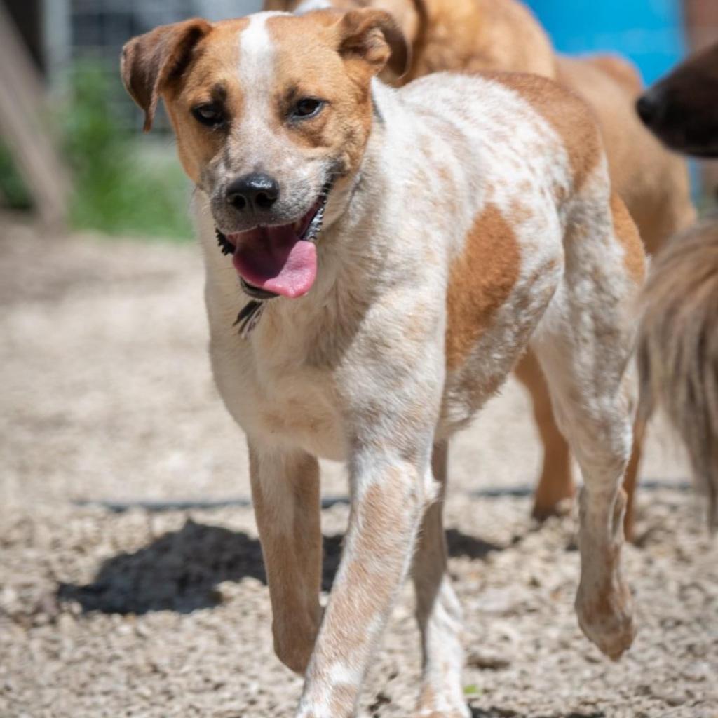 Autumn Fall, a Adoptable Mixed Breed in Allen, TX image 2/6