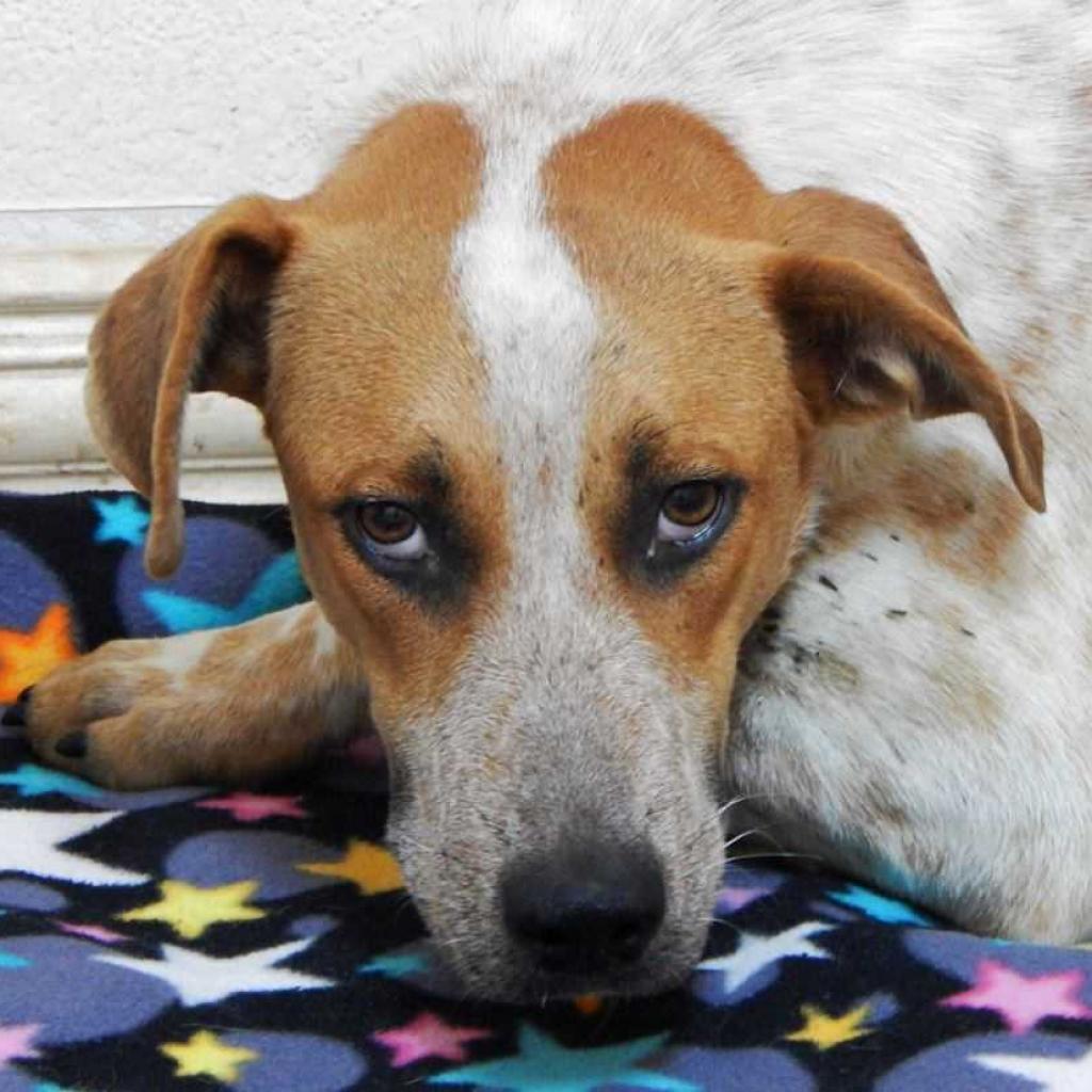 Autumn Fall, a Adoptable Mixed Breed in Allen, TX image 4/6