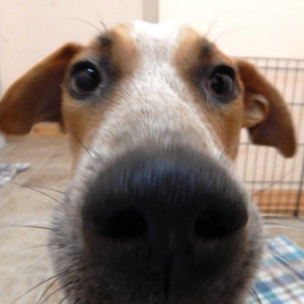 Autumn Fall, a Adoptable Mixed Breed in Allen, TX image 5/6