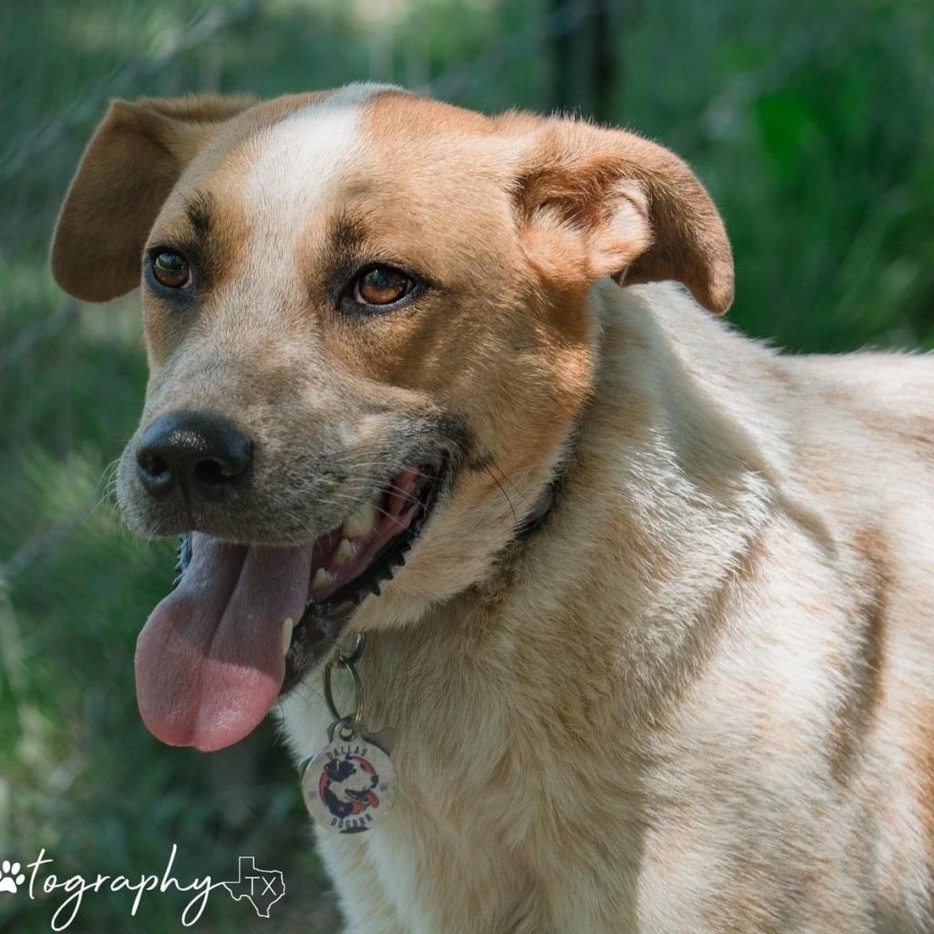 Autumn Fall, a Adoptable Mixed Breed in Allen, TX image 6/6