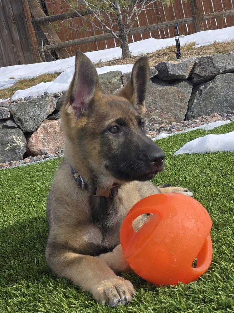 Enlarge McGregor, a Adoptable mixed breed in Colorado Springs, CO image 1/5