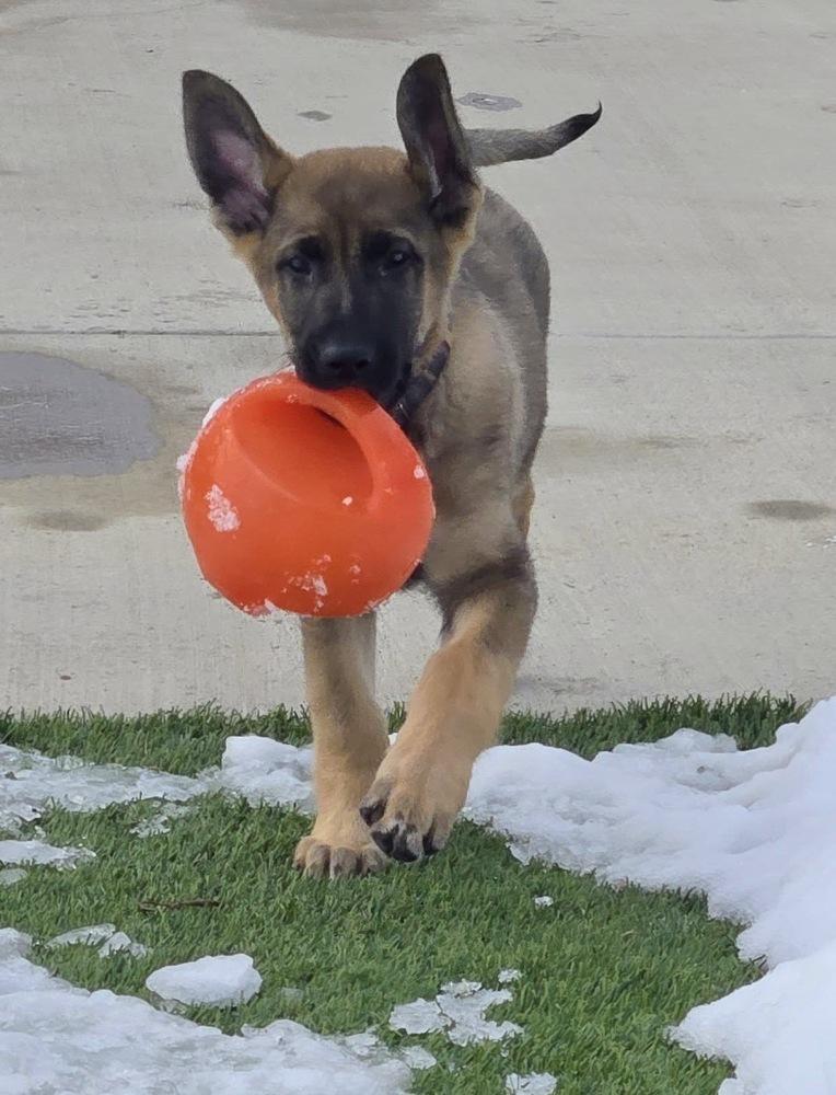 Enlarge McGregor, a Adoptable mixed breed in Colorado Springs, CO image 2/5