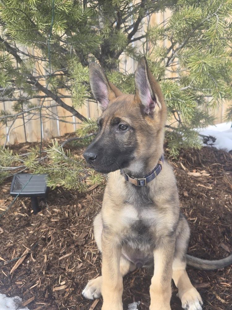 Enlarge McGregor, a Adoptable mixed breed in Colorado Springs, CO image 3/5